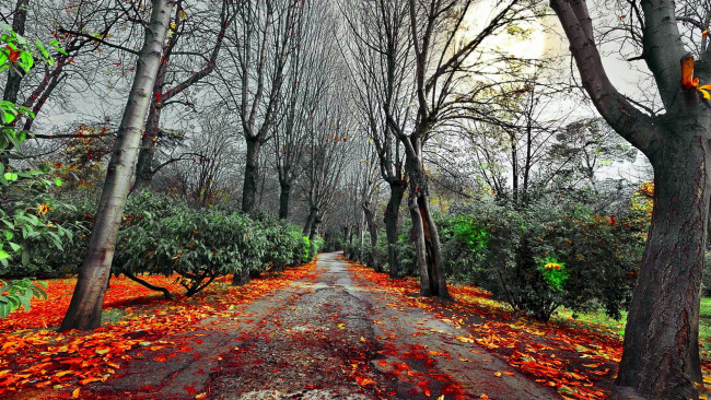 Обои картинки фото природа, дороги, проселочная, дорога, осень, листопад, листва, деревья