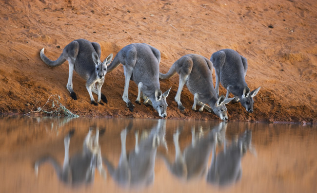 Обои картинки фото животные, кенгуру, берег, австралия, водопой