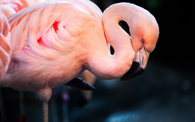 Обои картинки фото животные, фламинго, птица, сон