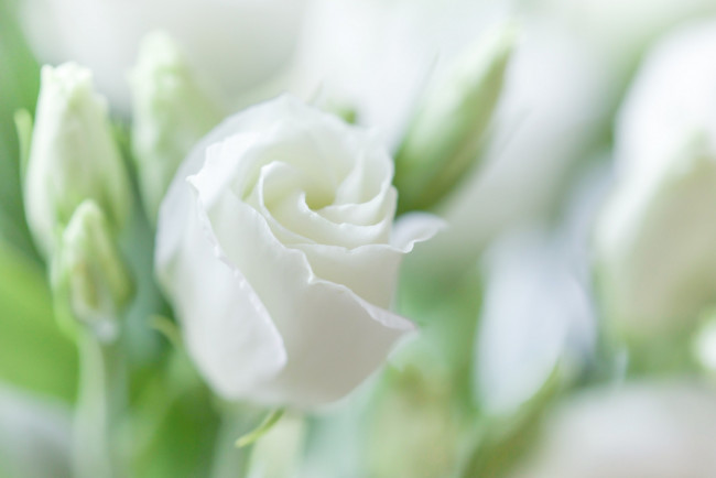 Обои картинки фото цветы, розы, белый, цвет