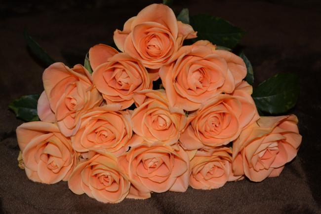 Обои картинки фото цветы, розы, персиковый