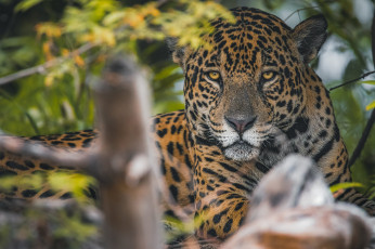 Картинка животные ягуары взгляд морда хищник ягуар дикая кошка