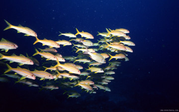 Картинка животные рыбы