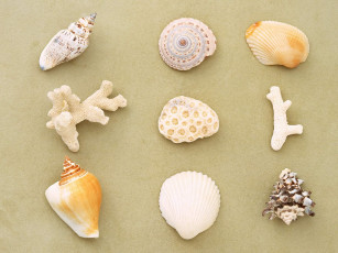 обоя разное, ракушки, кораллы, декоративные, spa, камни