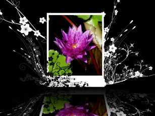 Картинка цветы лилии водяные нимфеи кувшинки лилия