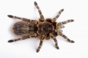 Картинка животные пауки паук тарантул