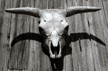 Картинка разное кости рентген череп рога