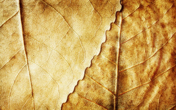 Картинка разное текстуры осень листья желтые сухие