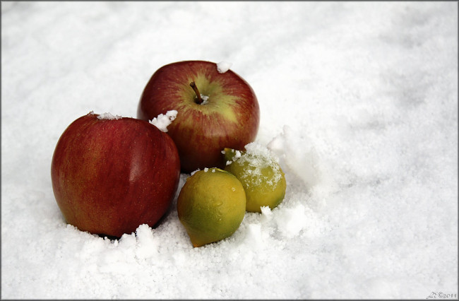 Обои картинки фото еда, фрукты, ягоды, яблоки, снег