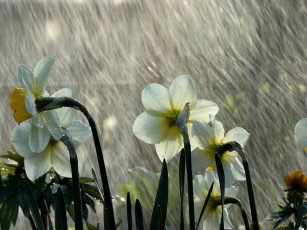 Картинка цветы нарциссы дождь
