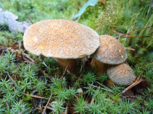 Картинка природа беларуси грибочки грибы лес поход в грибники ель