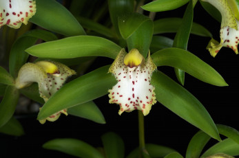 Картинка цветы орхидеи зеленый лепестки экзотика