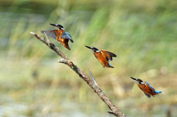 Картинка животные зимородки полет крылья группа