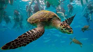 Картинка turtle travelling underwater животные Черепахи океан ныряльщики черепаха