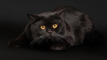 Картинка животные коты чёрный кот