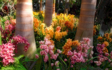 Картинка цветы орхидеи экзотика оранжевый розовый