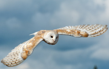 Картинка животные совы полет крылья полярная сова