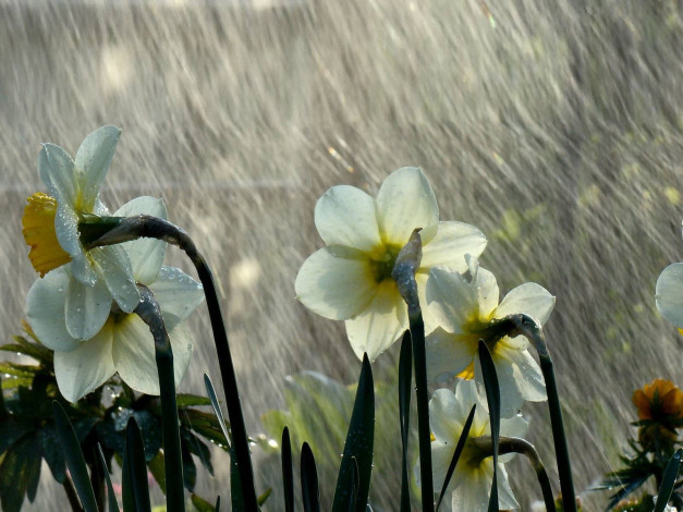 Обои картинки фото цветы, нарциссы, дождь