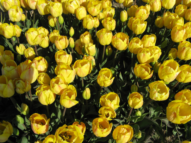 Обои картинки фото цветы, тюльпаны, тюдьпаны