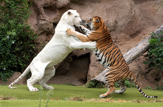 Обои картинки фото животные, тигры, белый, полосатый, схватка