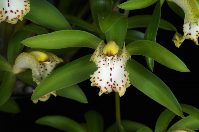 Обои картинки фото цветы, орхидеи, зеленый, лепестки, экзотика