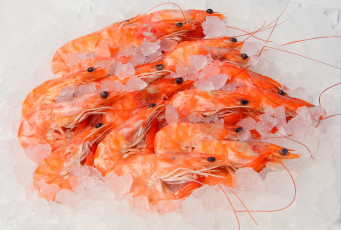 Картинка еда рыба морепродукты суши роллы лёд креветки