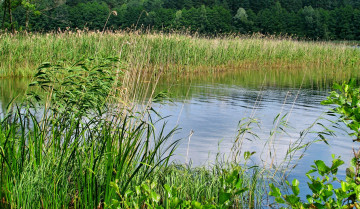 Картинка природа реки озера лето лес камыш трава озеро