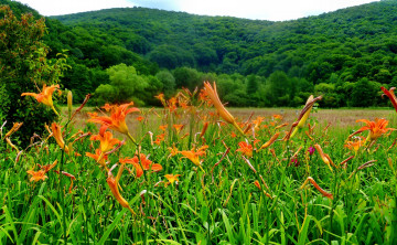 Картинка природа луга цветы трава луг лес холмы