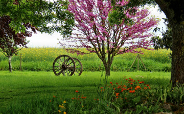 Картинка природа пейзажи трава колесо ограда поле деревья цветы
