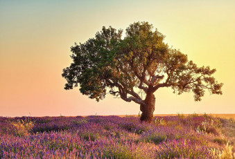 Картинка природа деревья лаванда цветы поле дерево свет лето