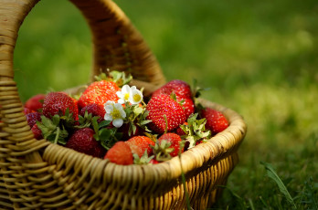 обоя еда, клубника,  земляника, трава, корзинка, ягоды, цветочки