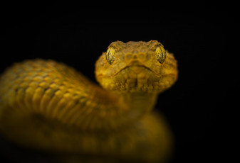 Картинка животные змеи +питоны +кобры взгляд жёлтая змея фон
