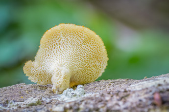 Картинка природа грибы гриб фон макро