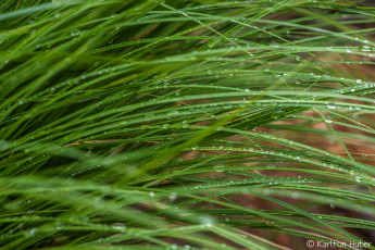 Картинка природа макро зелёный капли стебли трава