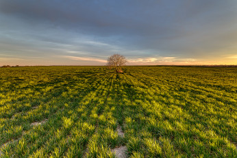 Картинка природа поля дерево трава поле