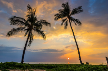 Картинка природа тропики свет пальмы горизонт