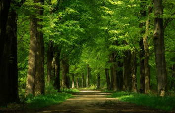 обоя природа, дороги, дорожка, деревья, аллея