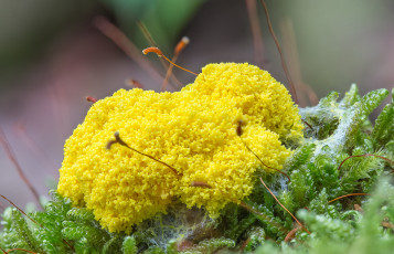 Картинка природа грибы гриб жёлтый макро