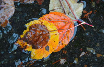 Картинка природа листья вода осень