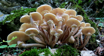 Картинка природа грибы опята