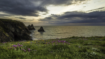 Картинка природа побережье цветы море скалы