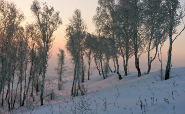 Картинка природа зима снег берёзы