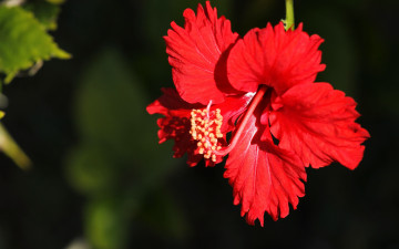Картинка цветы гибискусы макро лепестки красный гибискус