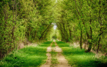 Картинка природа дороги аллея деревья трава тропинка дорога лес