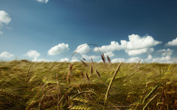 Картинка природа поля поле пшеница колосья небо облака