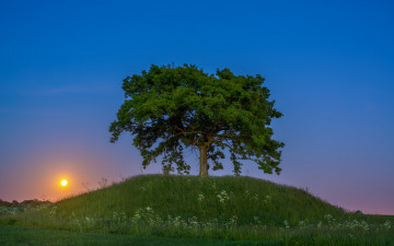 Картинка природа восходы закаты дерево закат швеция сконе sweden холм