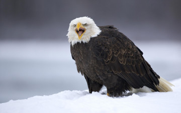 Картинка животные птицы+-+хищники крик орел снег клюв зима