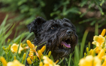 Картинка животные собаки лилии цветы морда собака