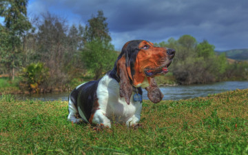 Картинка животные собаки природа трава река собака бассет-хаунд