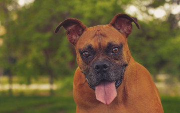Картинка животные собаки собака боксёр язык морда